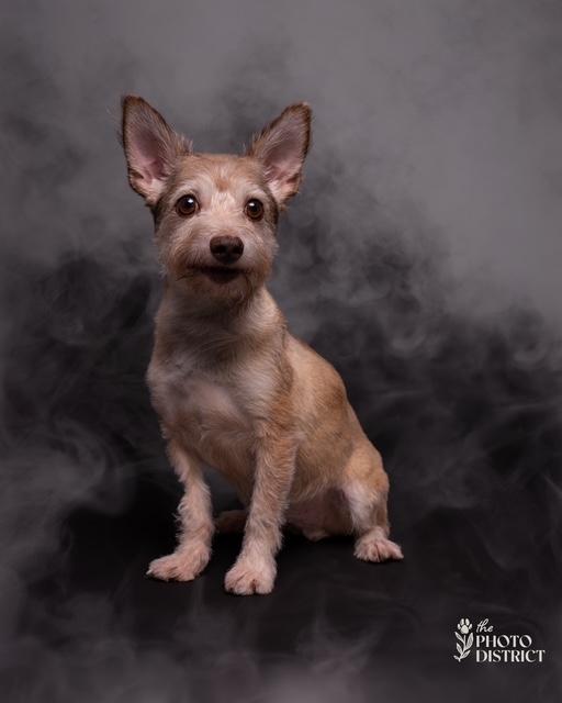 Enlarge Toby (aka Tobeg), a Adoptable mixed breed in Albany, NY image 4/6