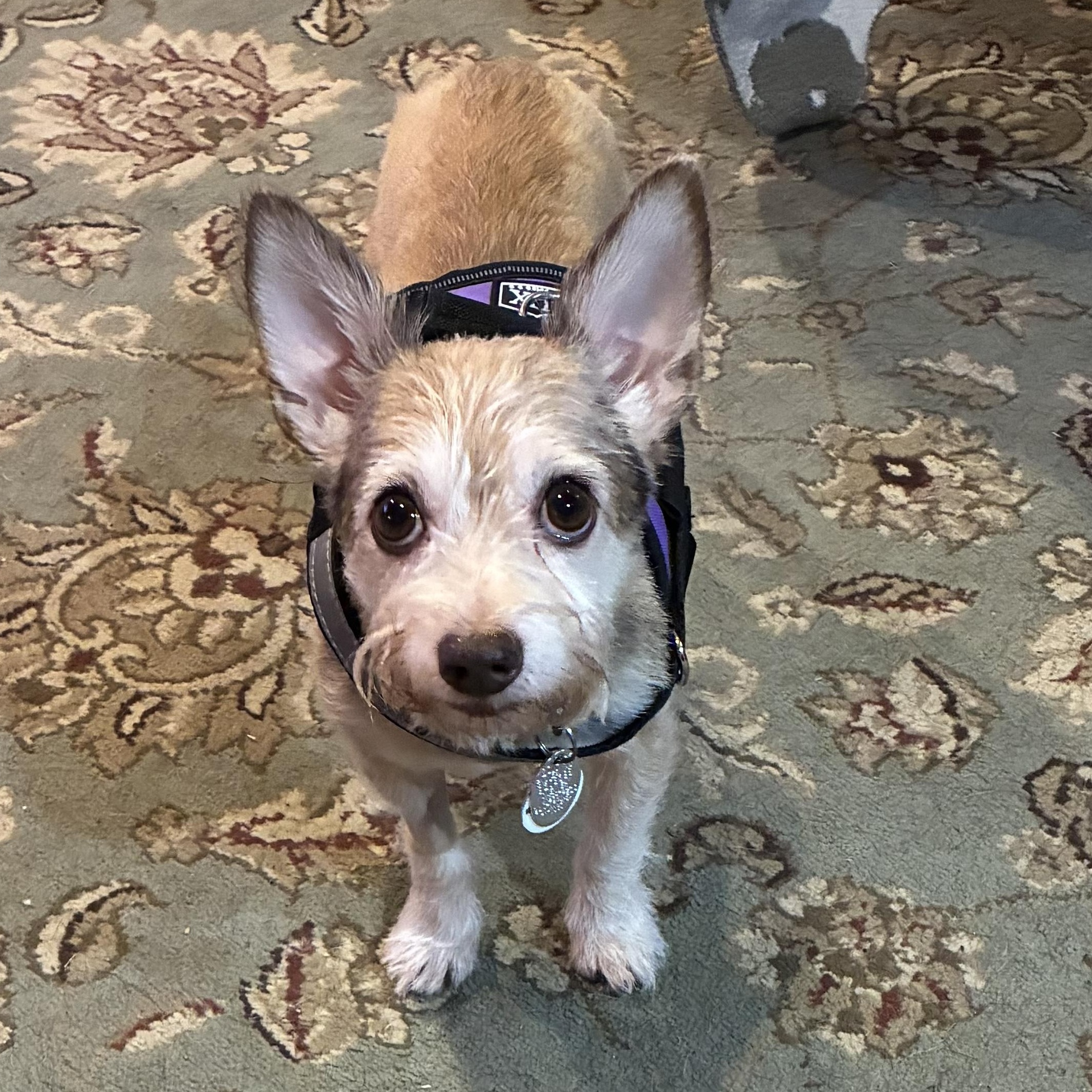 Enlarge Toby (aka Tobeg), a Adoptable mixed breed in Albany, NY image 2/6