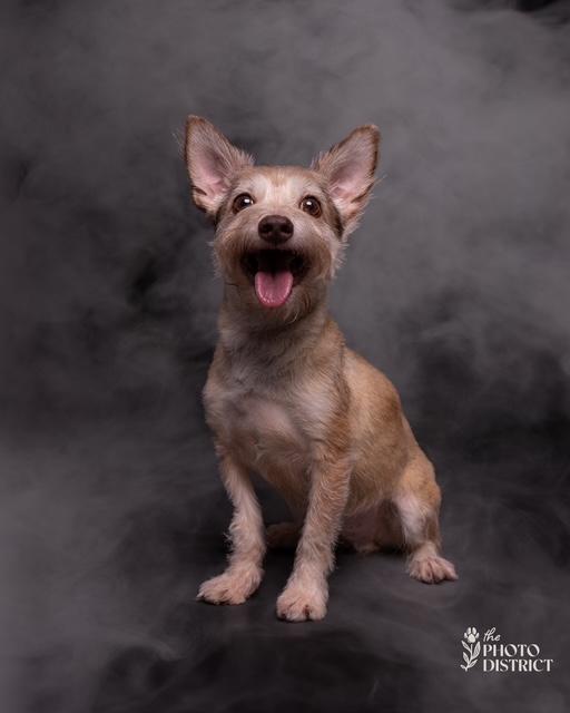 Enlarge Toby (aka Tobeg), a Adoptable mixed breed in Albany, NY image 1/6