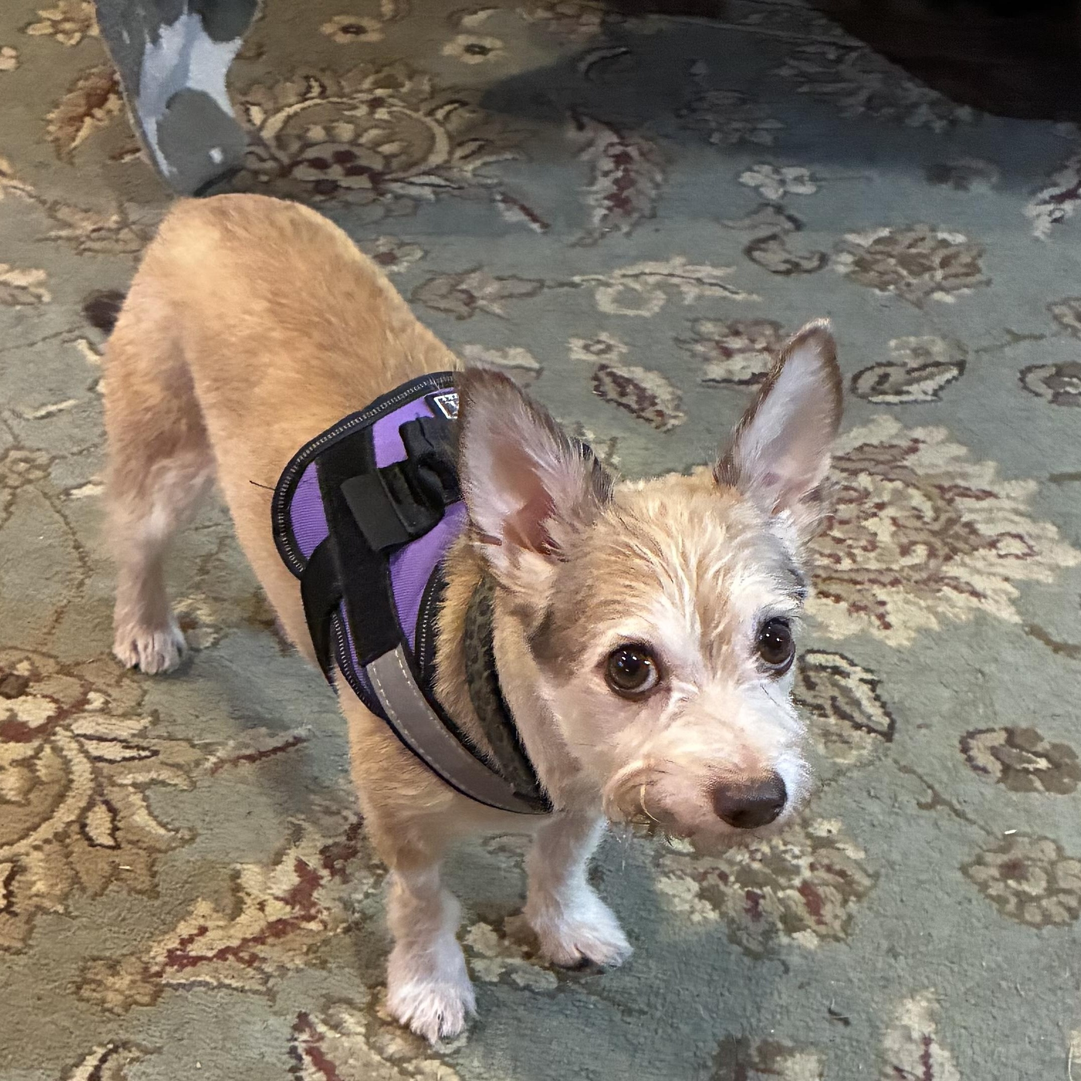 Enlarge Toby (aka Tobeg), a Adoptable mixed breed in Albany, NY image 3/6