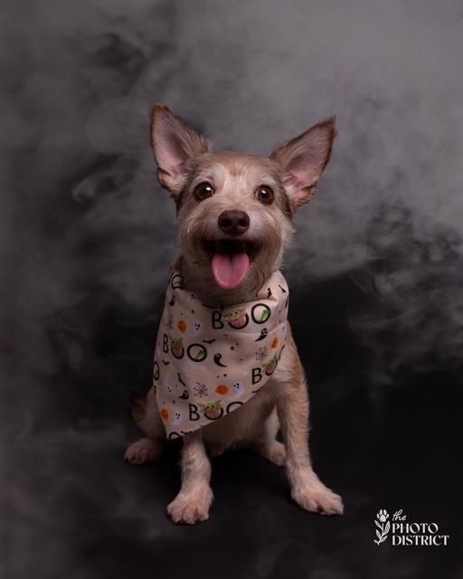 Enlarge Toby (aka Tobeg), a Adoptable mixed breed in Albany, NY image 5/6