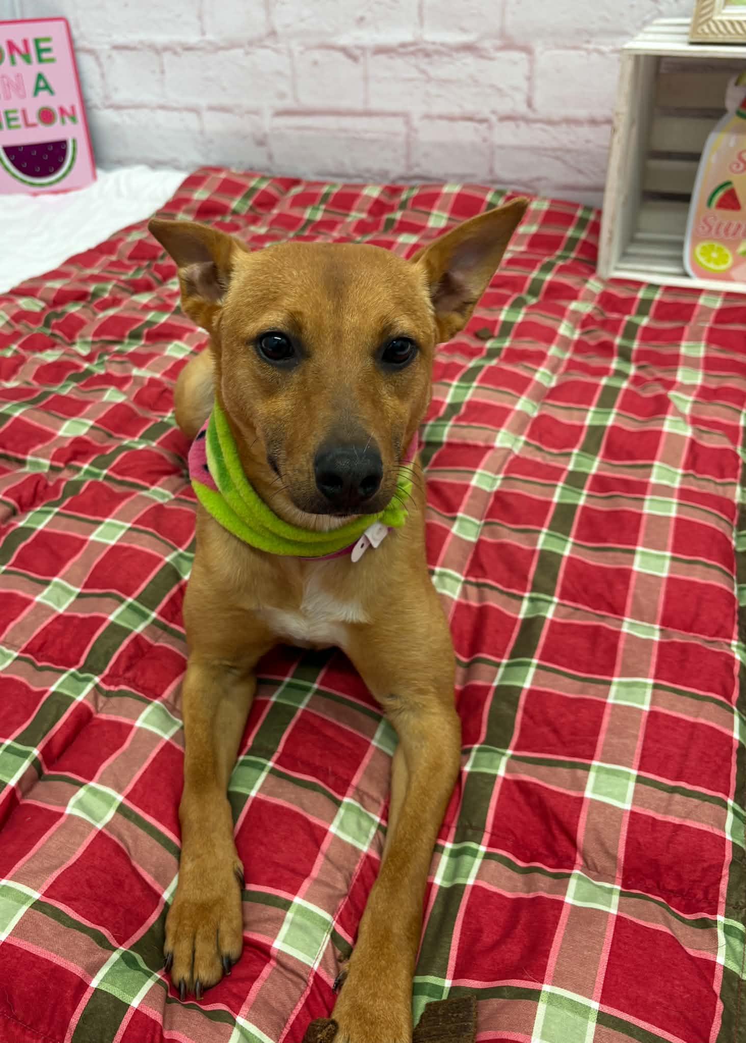 Mila, an adoptable mixed breed in Oxford, MI image 3/6