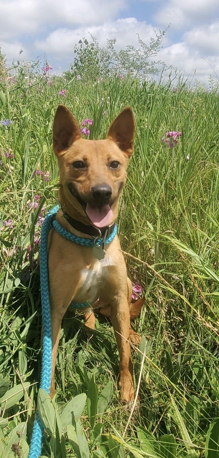 Mila, an adoptable mixed breed in Oxford, MI image 5/6