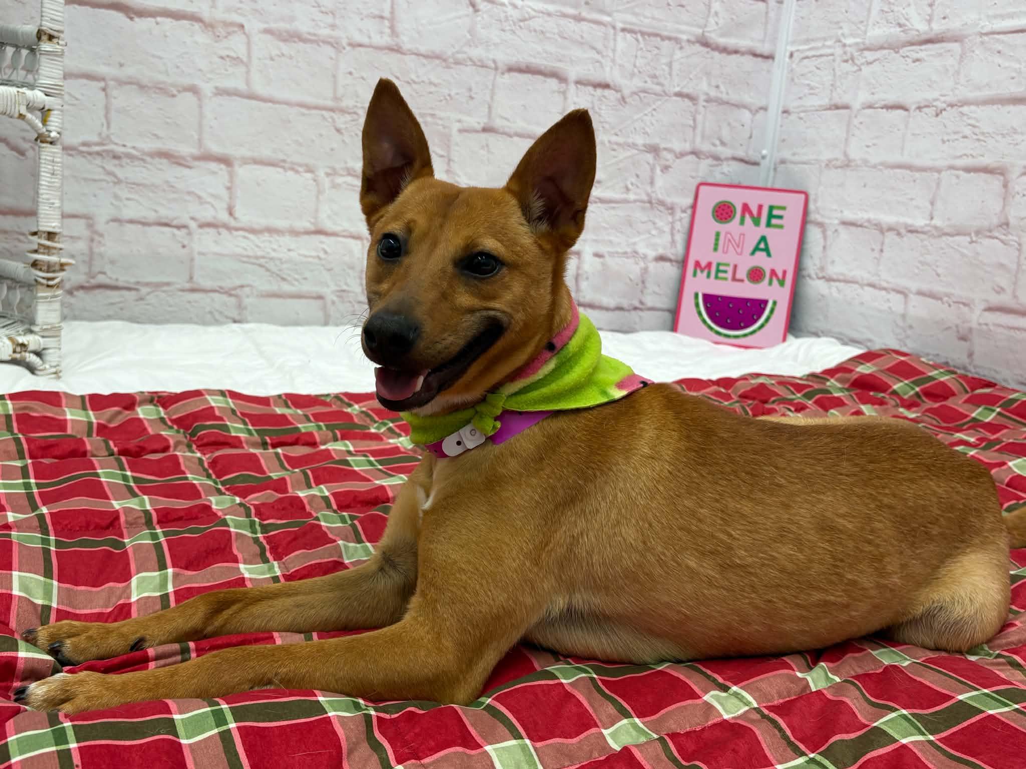 Mila, an adoptable mixed breed in Oxford, MI image 2/6