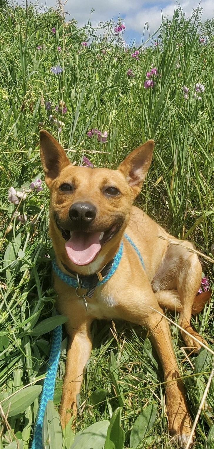 Mila, an adoptable mixed breed in Oxford, MI image 6/6