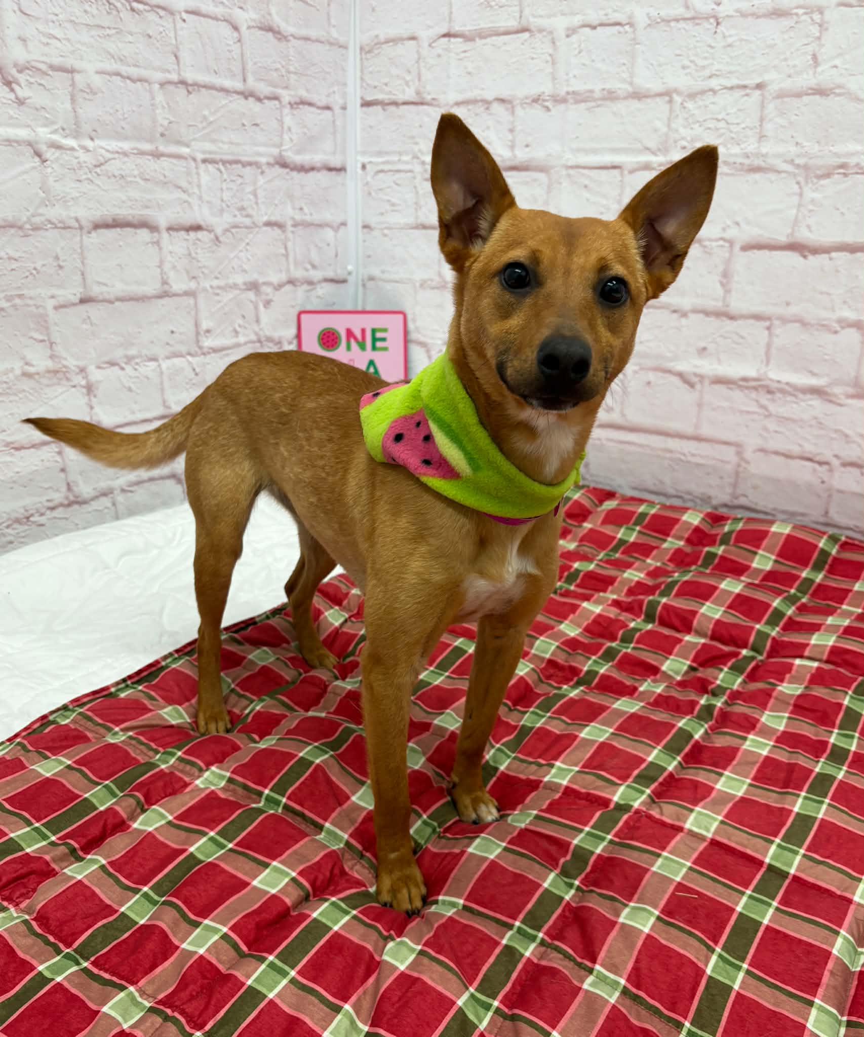 Mila, adoptable, Young Female Feist & Mixed Breed.