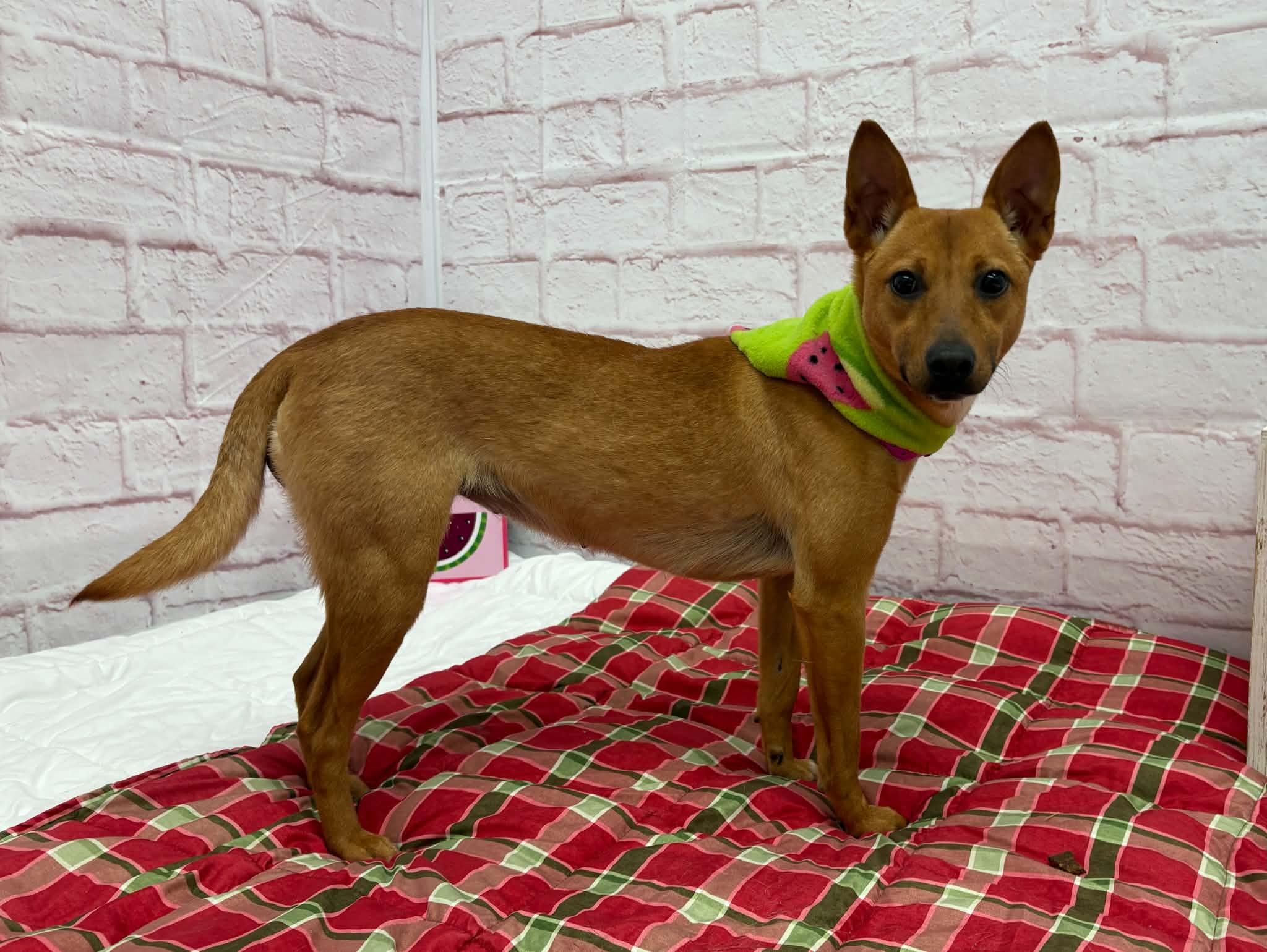 Mila, an adoptable mixed breed in Oxford, MI image 4/6