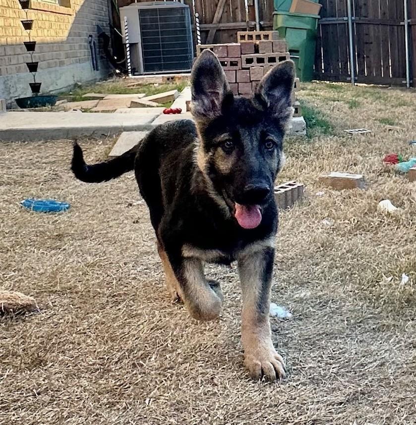 Enlarge Martini, a ADOPTABLE German Shepherd Dog in Dallas, TX image 6/6