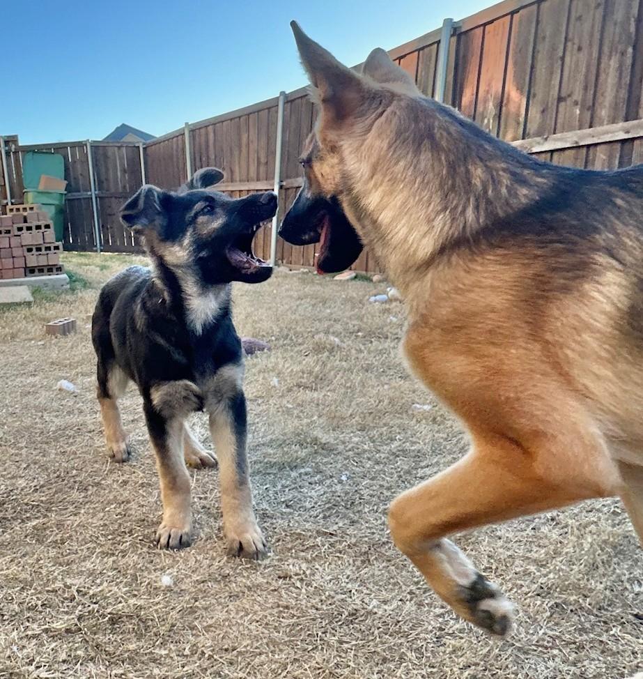 Martini, ADOPTABLE, Puppy Female German Shepherd Dog.