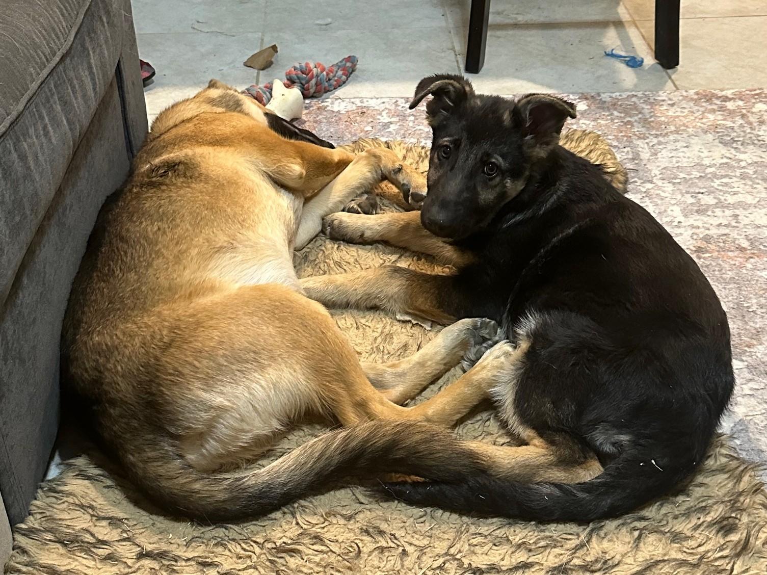 Enlarge Martini, a ADOPTABLE German Shepherd Dog in Dallas, TX image 3/6