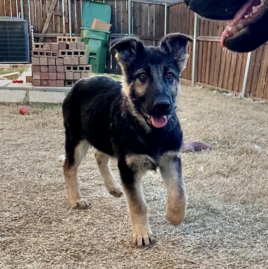 Enlarge Martini, a ADOPTABLE German Shepherd Dog in Dallas, TX image 5/6