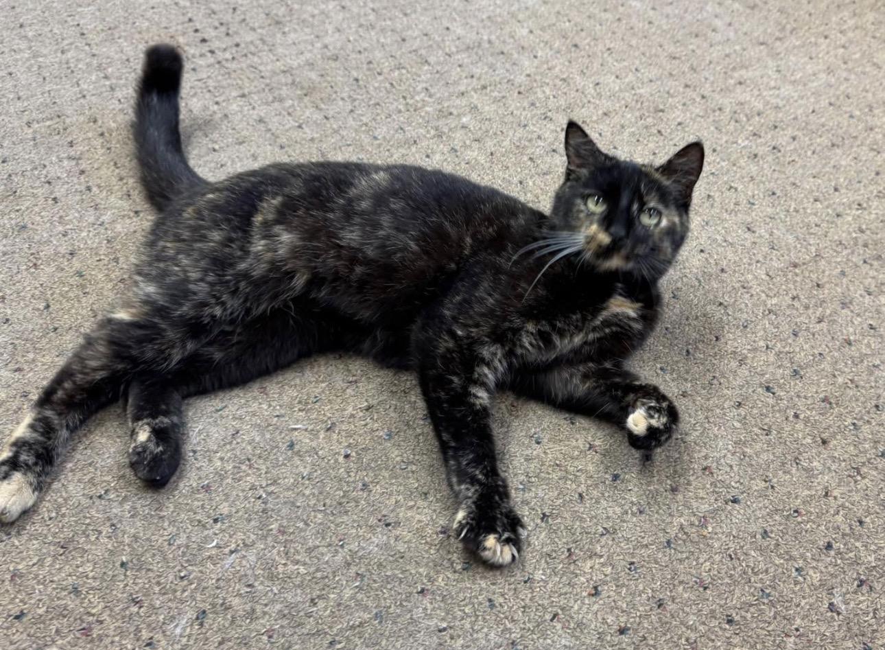 Enlarge Jenny, a Adoptable Domestic Short Hair in Seminole, OK image 1/3