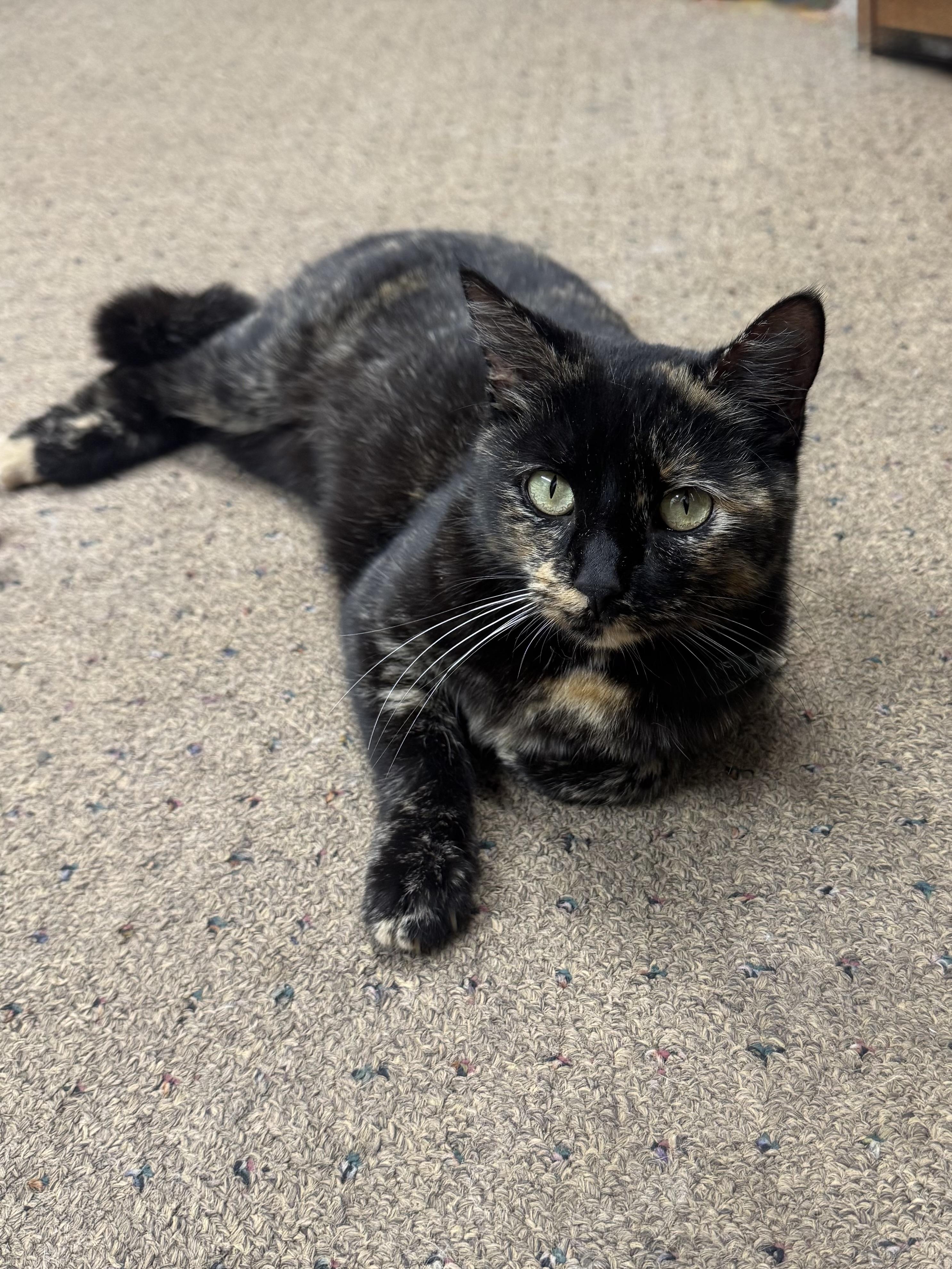 Enlarge Jenny, a Adoptable Domestic Short Hair in Seminole, OK image 3/3