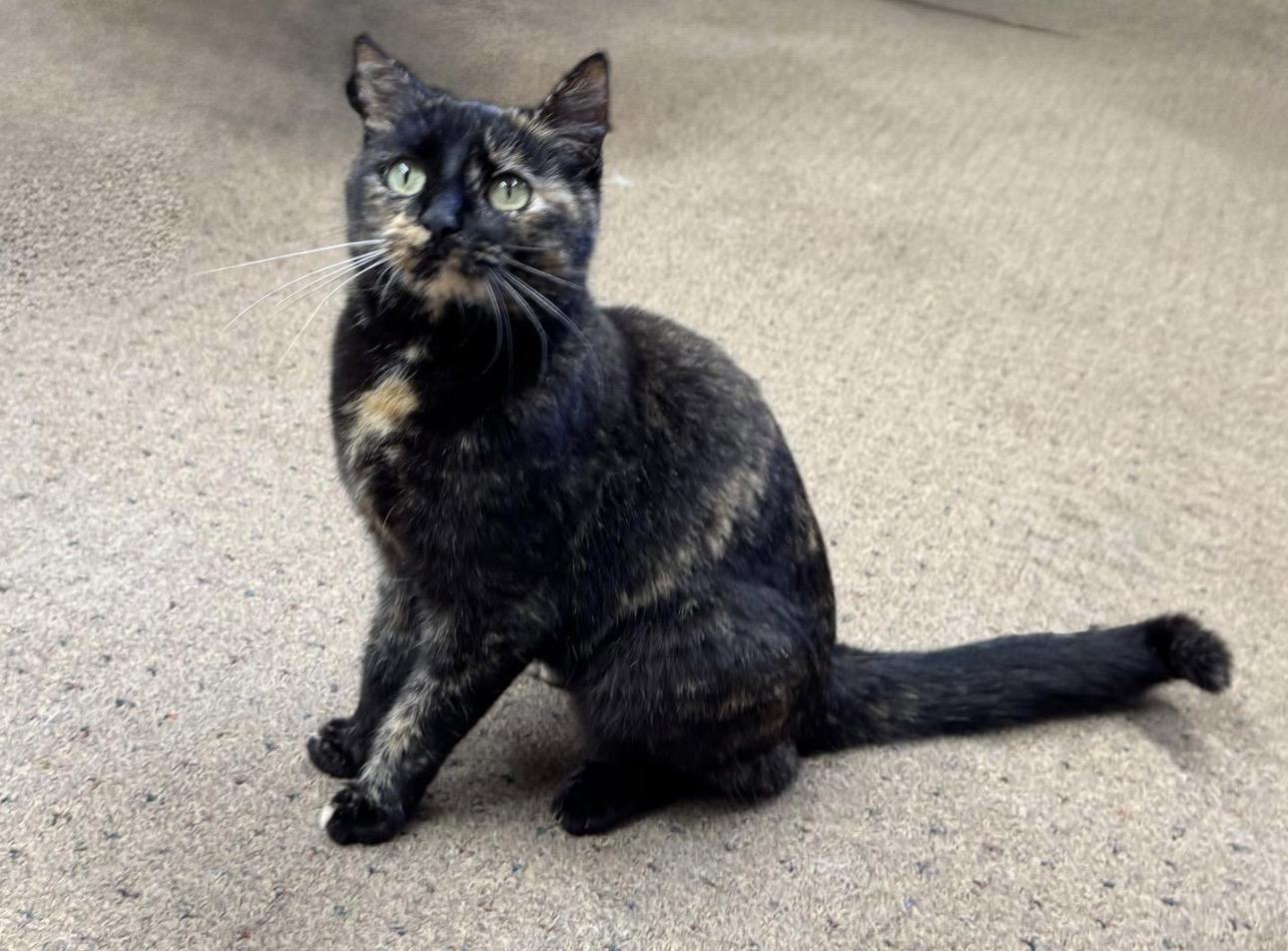 Enlarge Jenny, a Adoptable Domestic Short Hair in Seminole, OK image 2/3