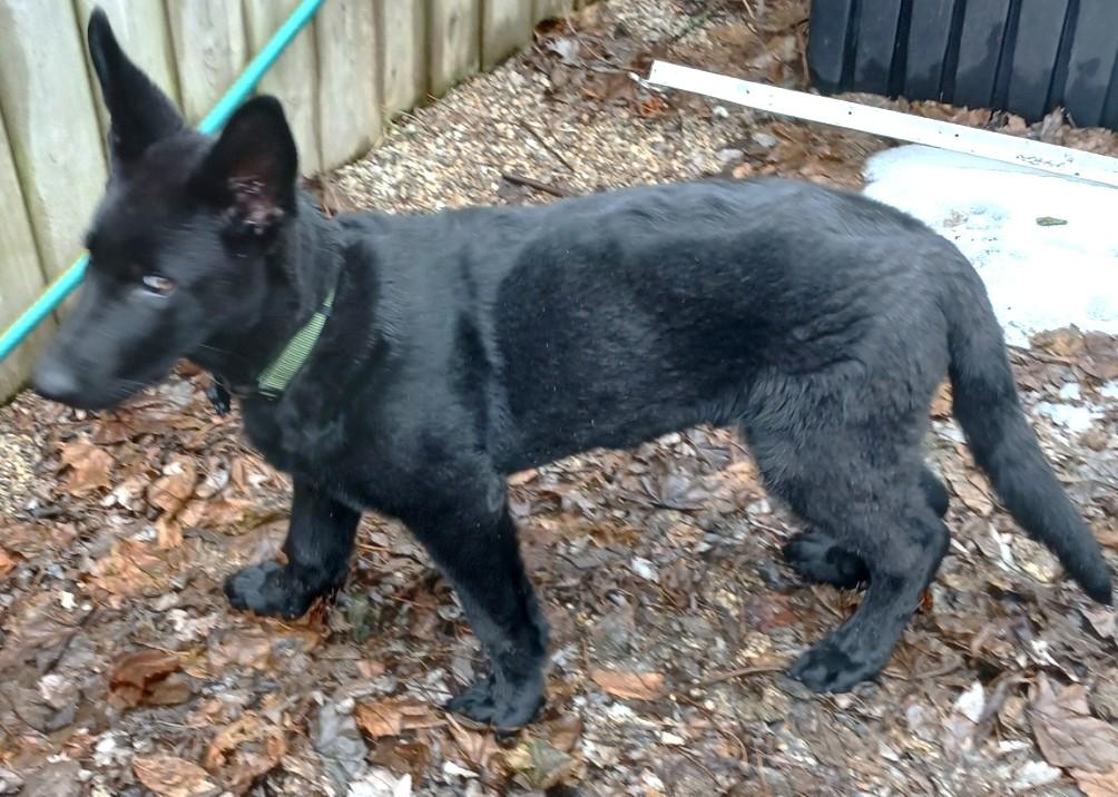 Enlarge Zach, a ADOPTABLE German Shepherd Dog in New Palestine, IN image 2/2