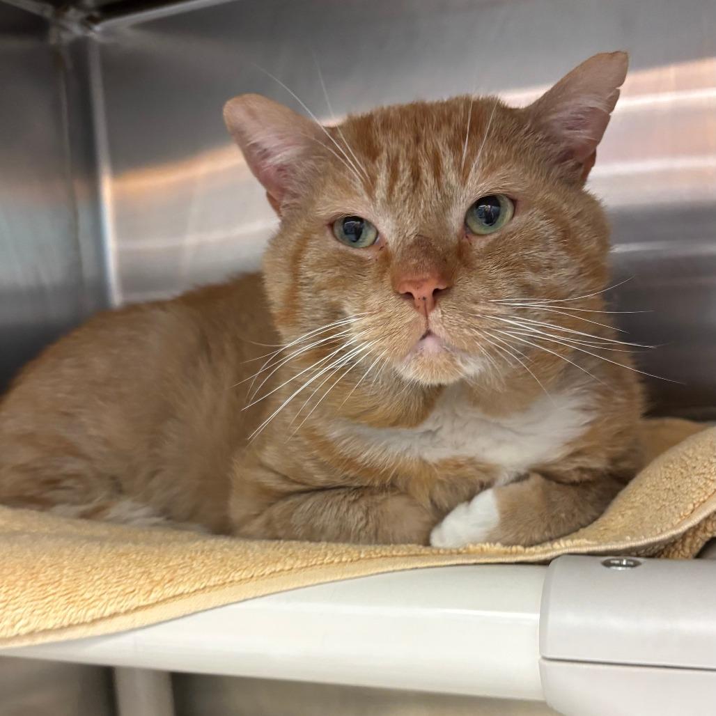 Enlarge Simba the Lion Guard, a Adoptable Domestic Short Hair in Philadelphia, PA image 1/6