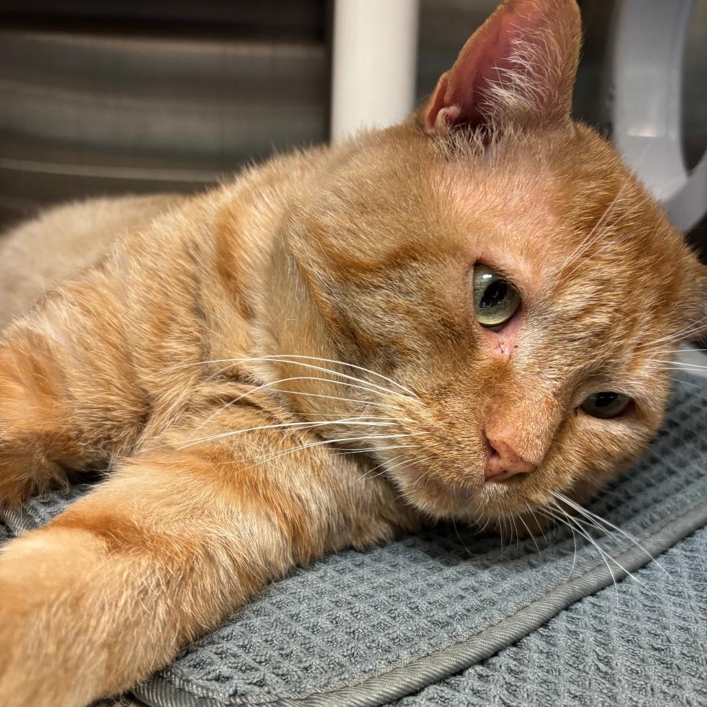 Enlarge Simba the Lion Guard, a Adoptable Domestic Short Hair in Philadelphia, PA image 2/6