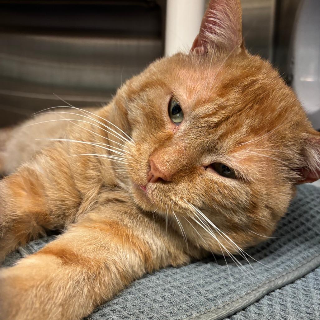 Enlarge Simba the Lion Guard, a Adoptable Domestic Short Hair in Philadelphia, PA image 3/6