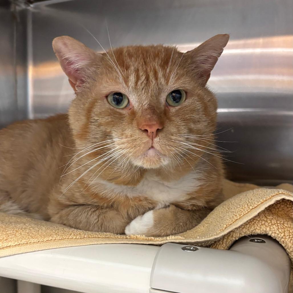 Enlarge Simba the Lion Guard, a Adoptable Domestic Short Hair in Philadelphia, PA image 4/6