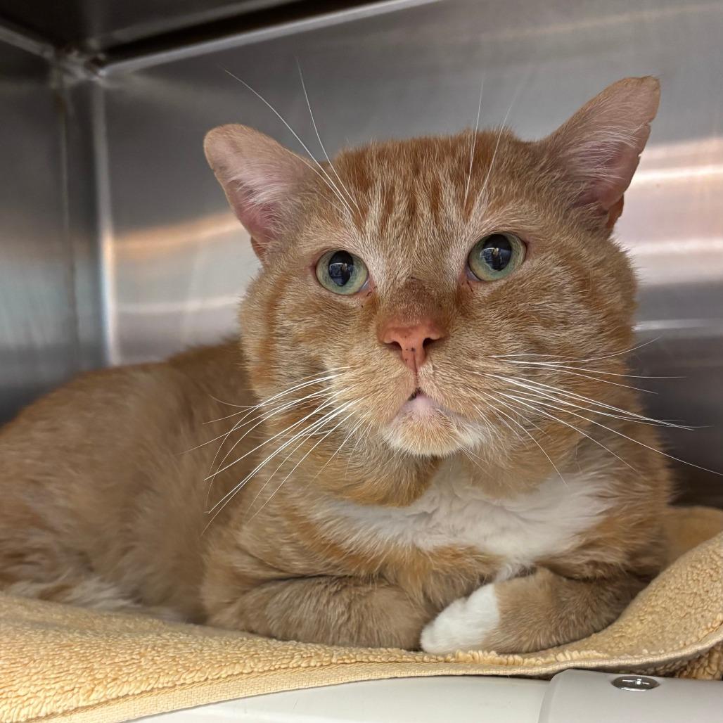 Enlarge Simba the Lion Guard, a Adoptable Domestic Short Hair in Philadelphia, PA image 5/6