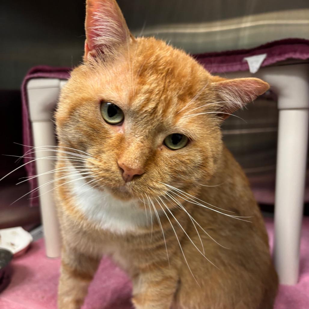 Enlarge Simba the Lion Guard, a Adoptable Domestic Short Hair in Philadelphia, PA image 6/6