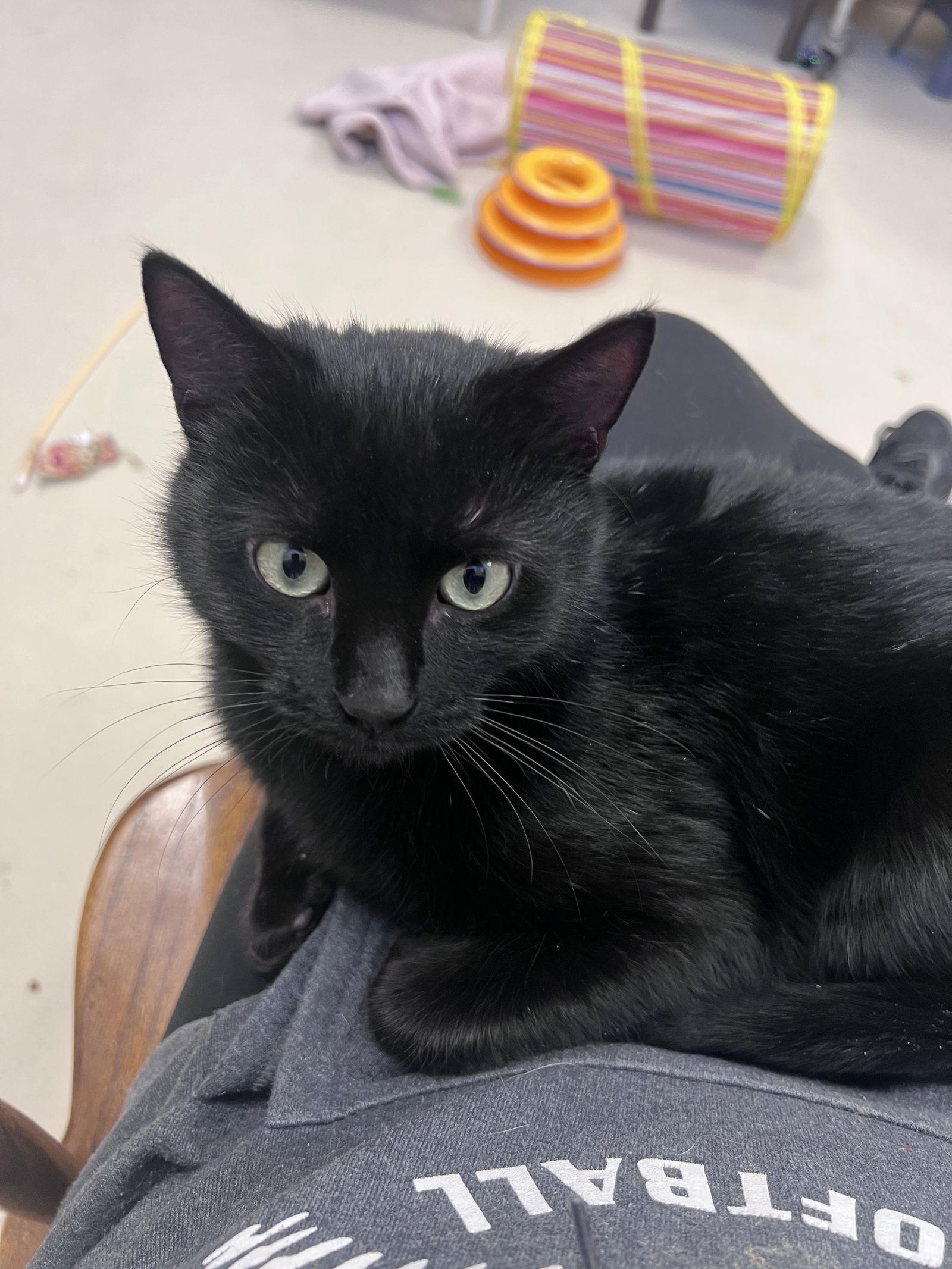 Peppermint, Adoptable, Adult Female Domestic Short Hair.