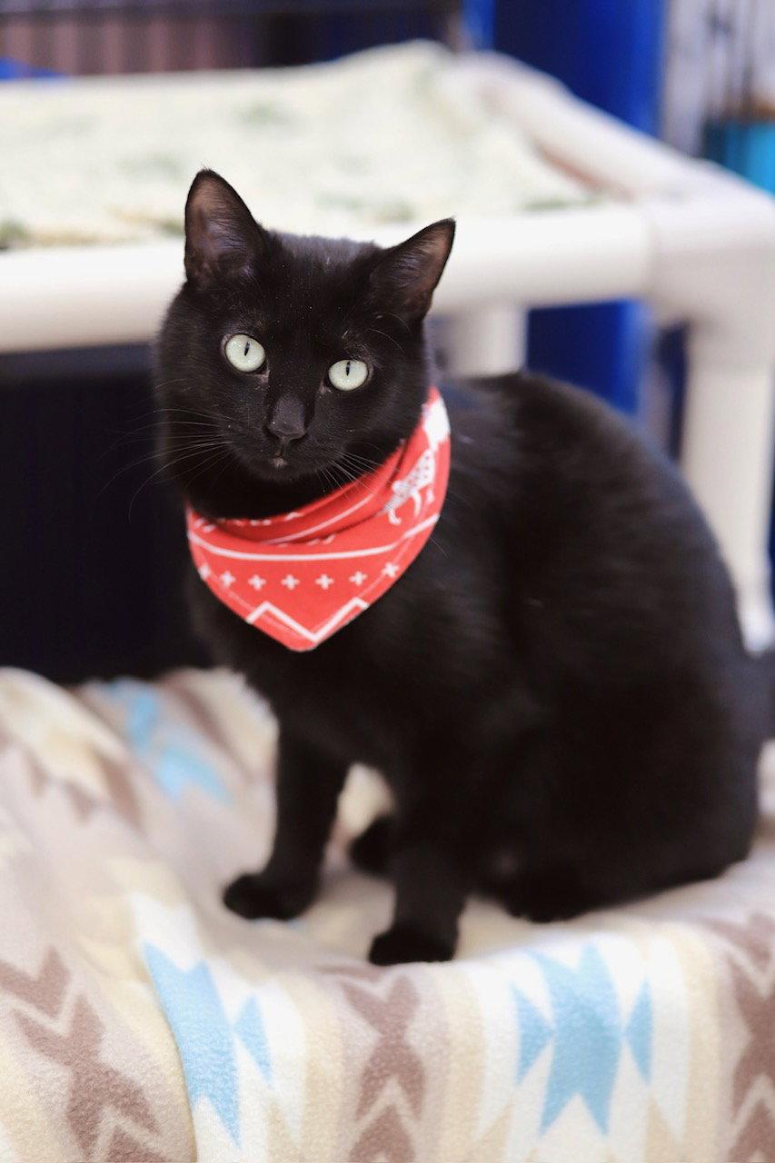 Enlarge Peppermint, a Adoptable Domestic Short Hair in Webster, WI image 1/3