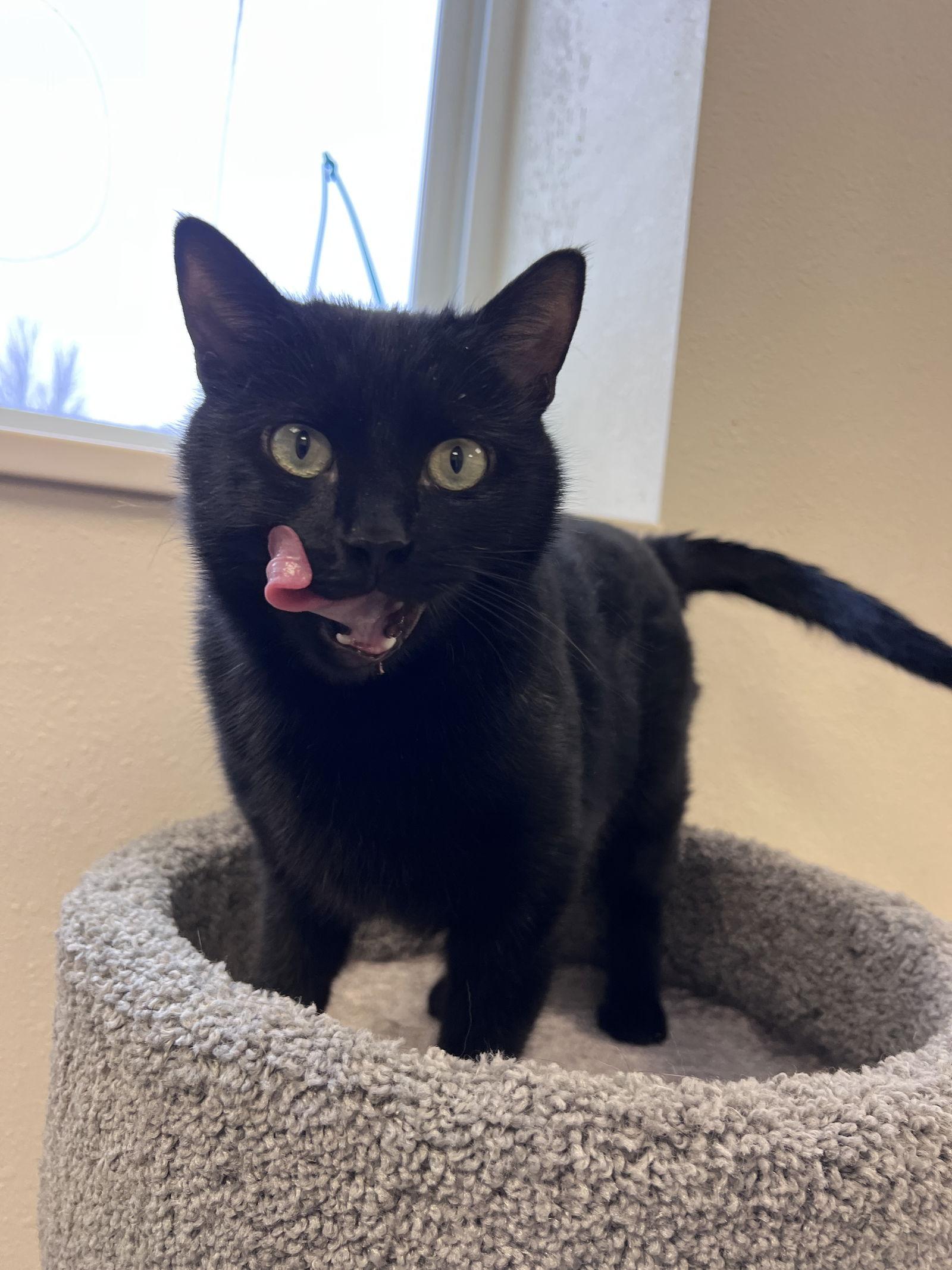 Enlarge Peppermint, a Adoptable Domestic Short Hair in Webster, WI image 2/3