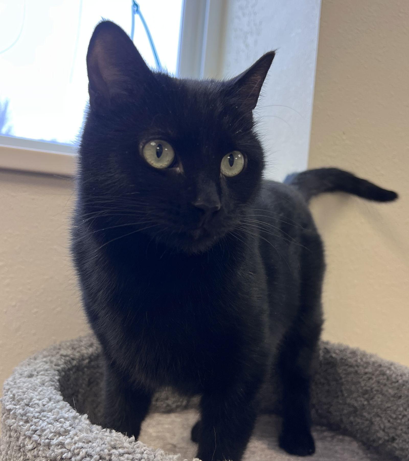 Enlarge Peppermint, a Adoptable Domestic Short Hair in Webster, WI image 3/3