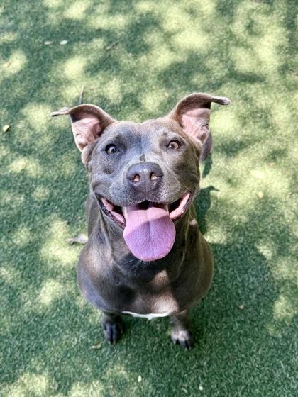 Enlarge Somber, a Adoptable mixed breed in Picayune, MS image 1/3