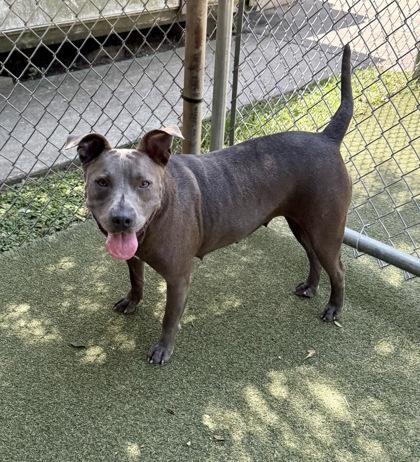 Enlarge Somber, a Adoptable mixed breed in Picayune, MS image 2/3