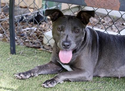 Enlarge Somber, a Adoptable mixed breed in Picayune, MS image 3/3