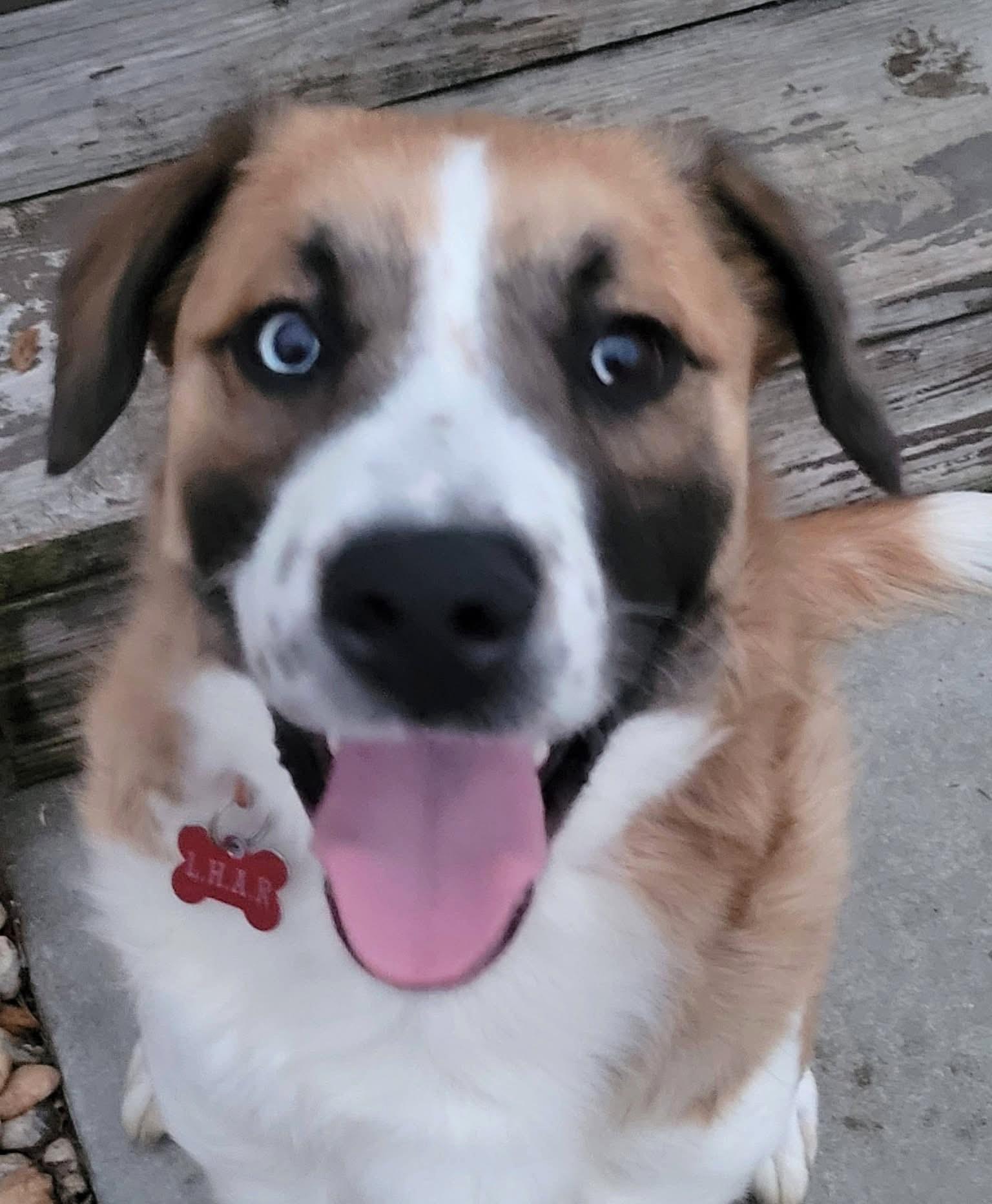 Teddy-Available! www.lhar.dog to apply! , adoptable, Puppy Male Saint Bernard.