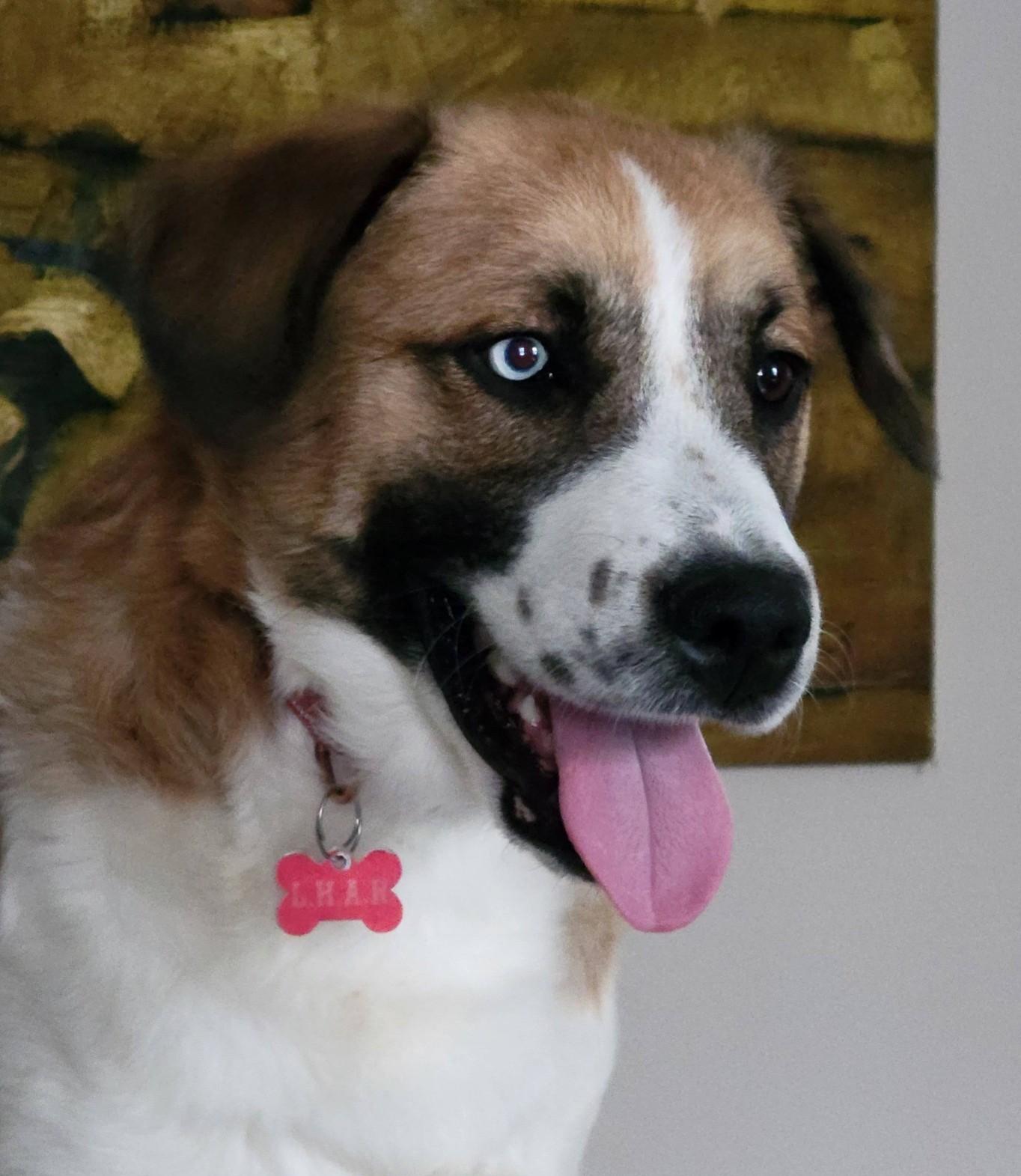 Teddy-Available! www.lhar.dog to apply! , adoptable, Puppy Male Saint Bernard.