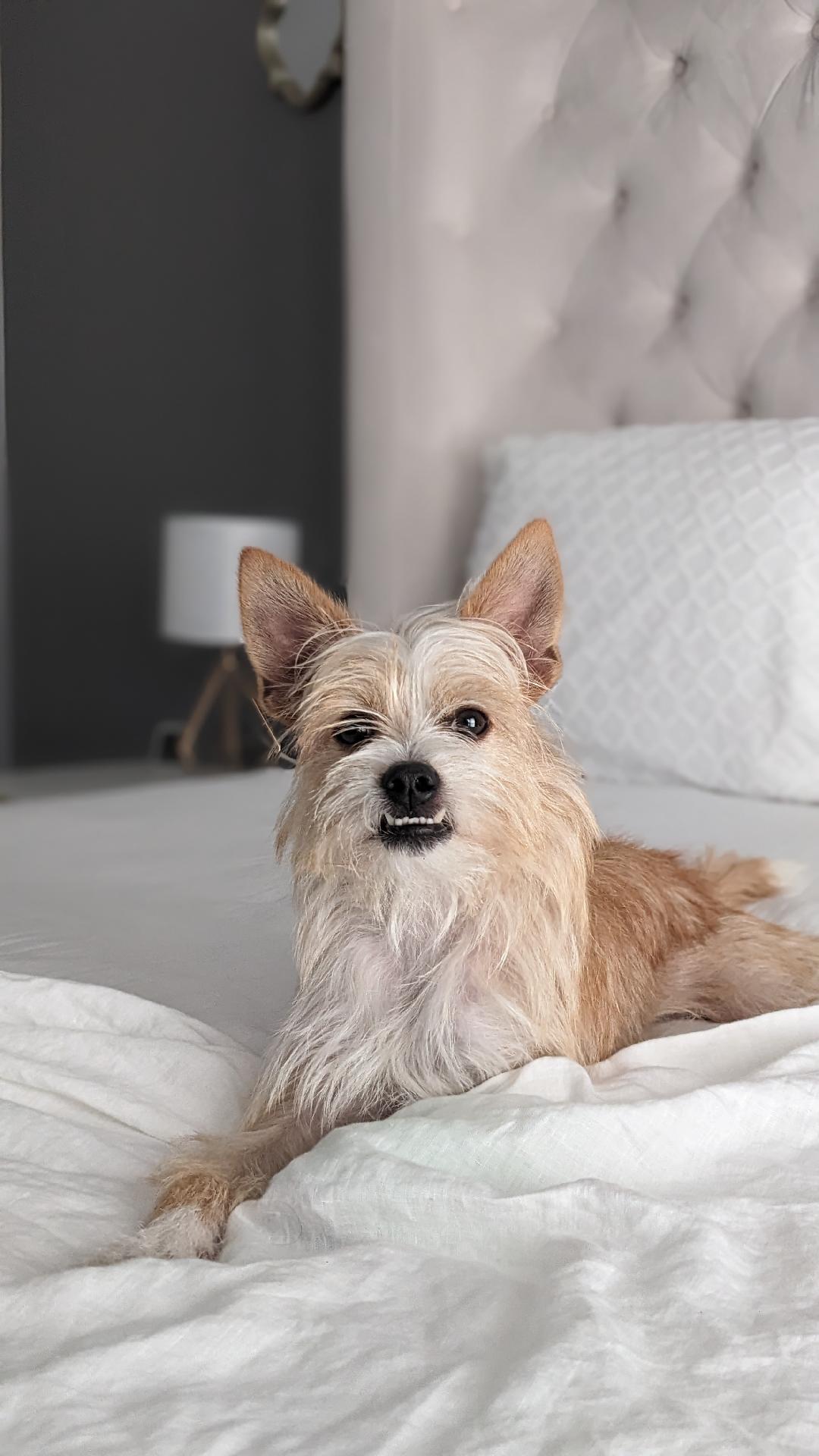 Oswego BR13005-T, Adoptable, Adult Male Miniature Schnauzer.