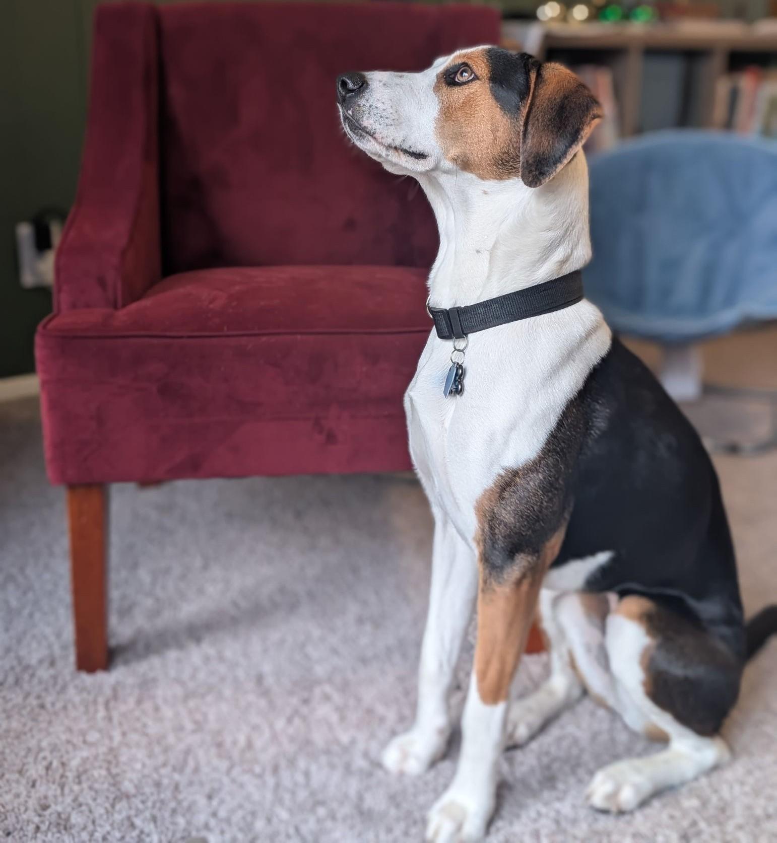 Enlarge Mella Courtesy Listed, a ADOPTABLE mixed breed in Midland, MI image 2/6