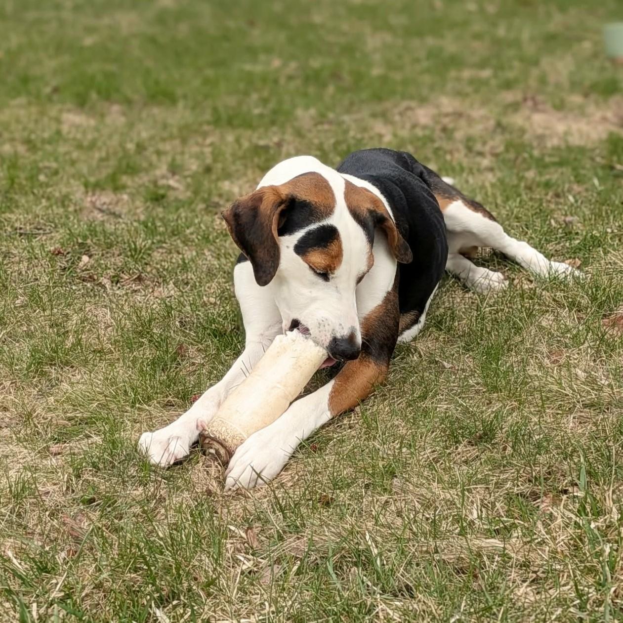 Enlarge Mella Courtesy Listed, a ADOPTABLE mixed breed in Midland, MI image 3/6