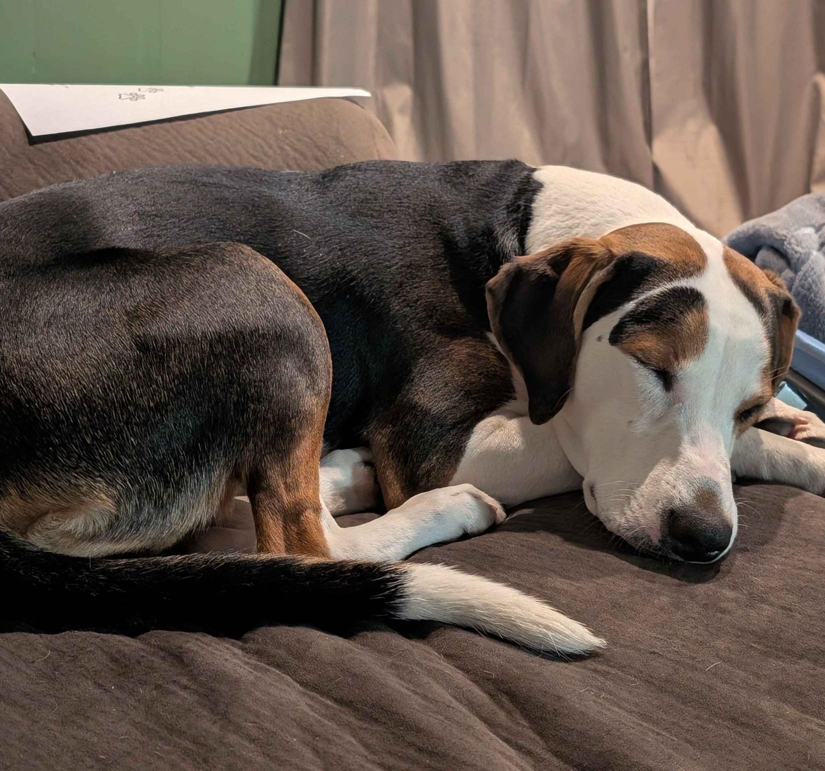 Mella Courtesy Listed, ADOPTABLE, Young Female Hound.