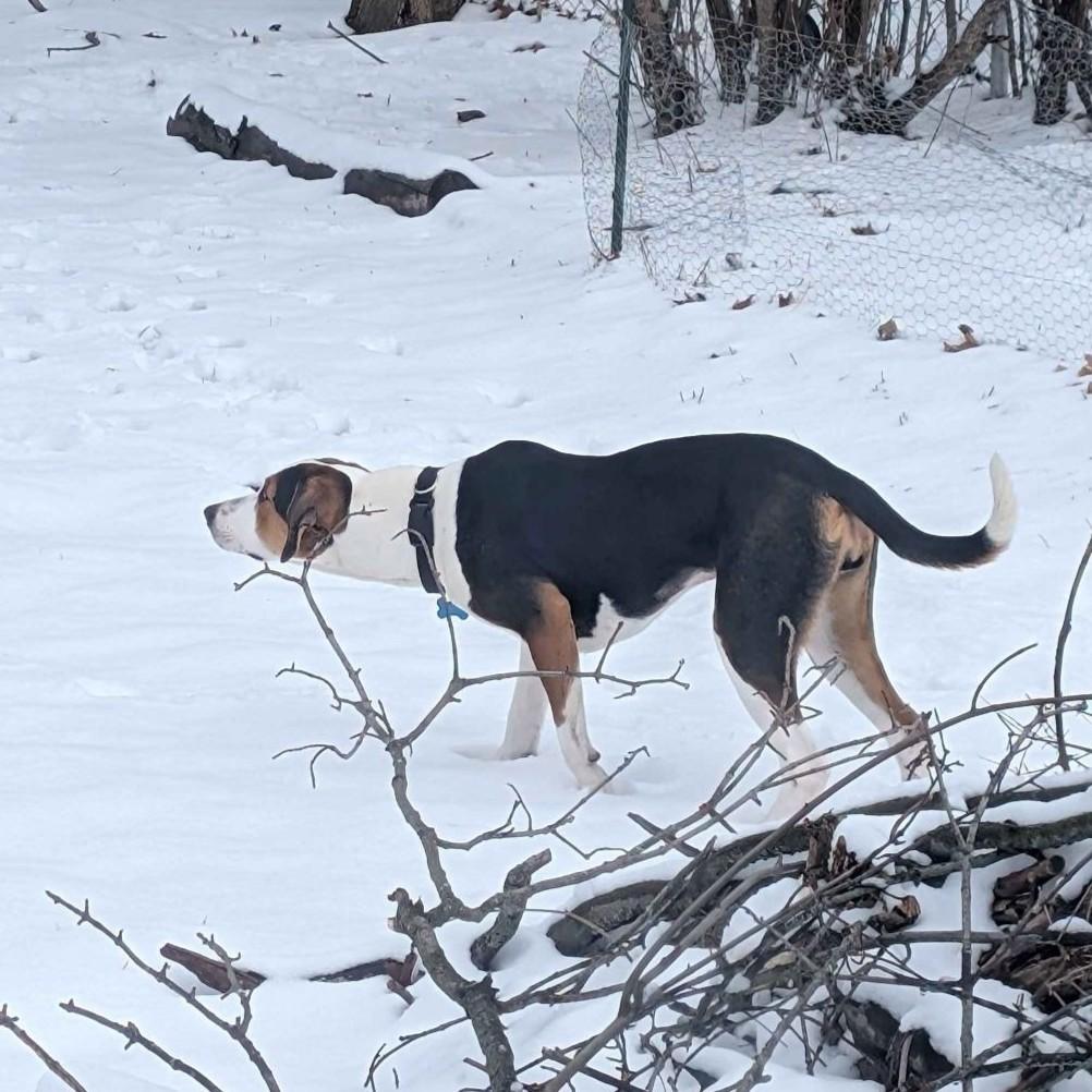 Enlarge Mella Courtesy Listed, a ADOPTABLE mixed breed in Midland, MI image 5/6