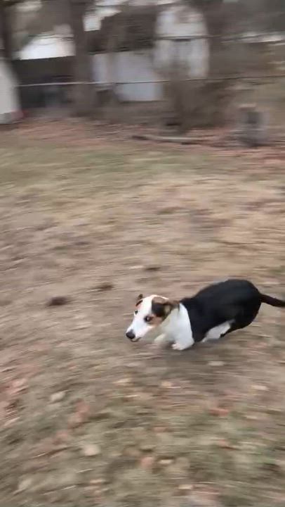 Enlarge Mella Courtesy Listed, a ADOPTABLE mixed breed in Midland, MI video 6/6