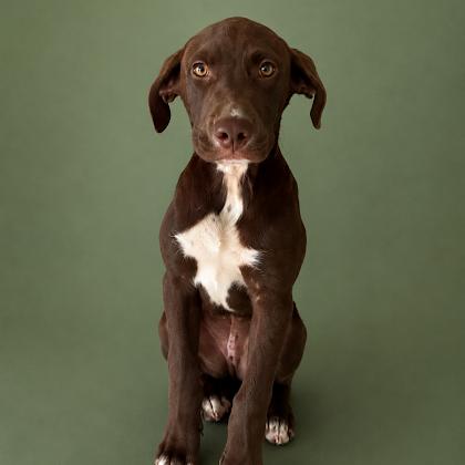 Kiwi 3 months male, Adoptable, Young Male Labrador Retriever.