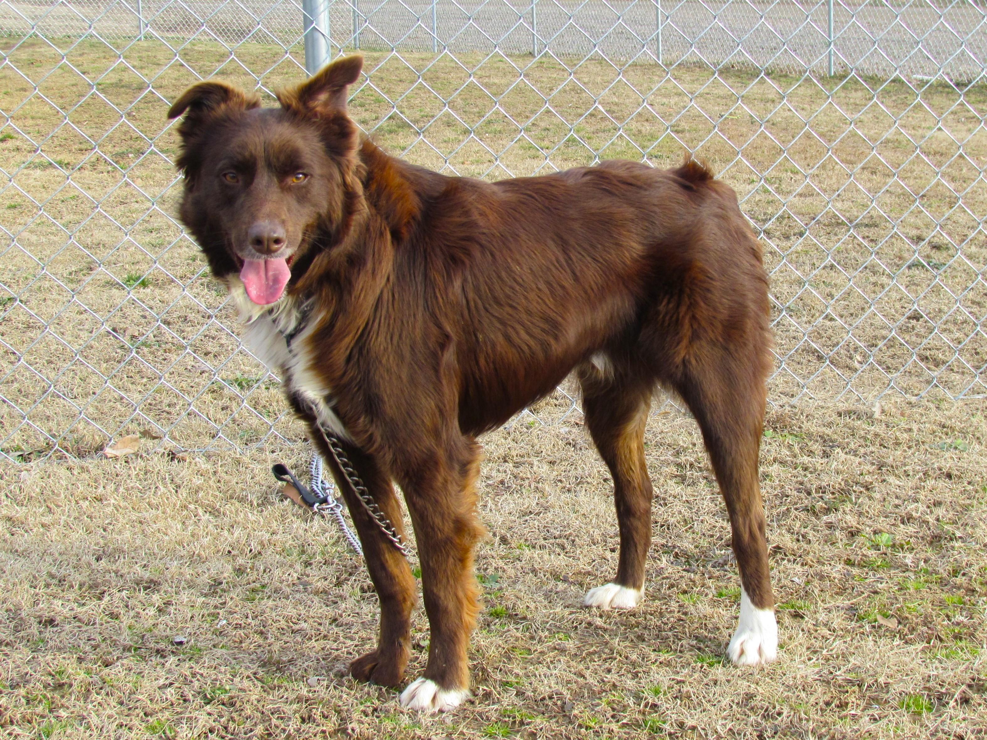 Enlarge CHET, a Adoptable Australian Shepherd in Humboldt, TN image 6/6