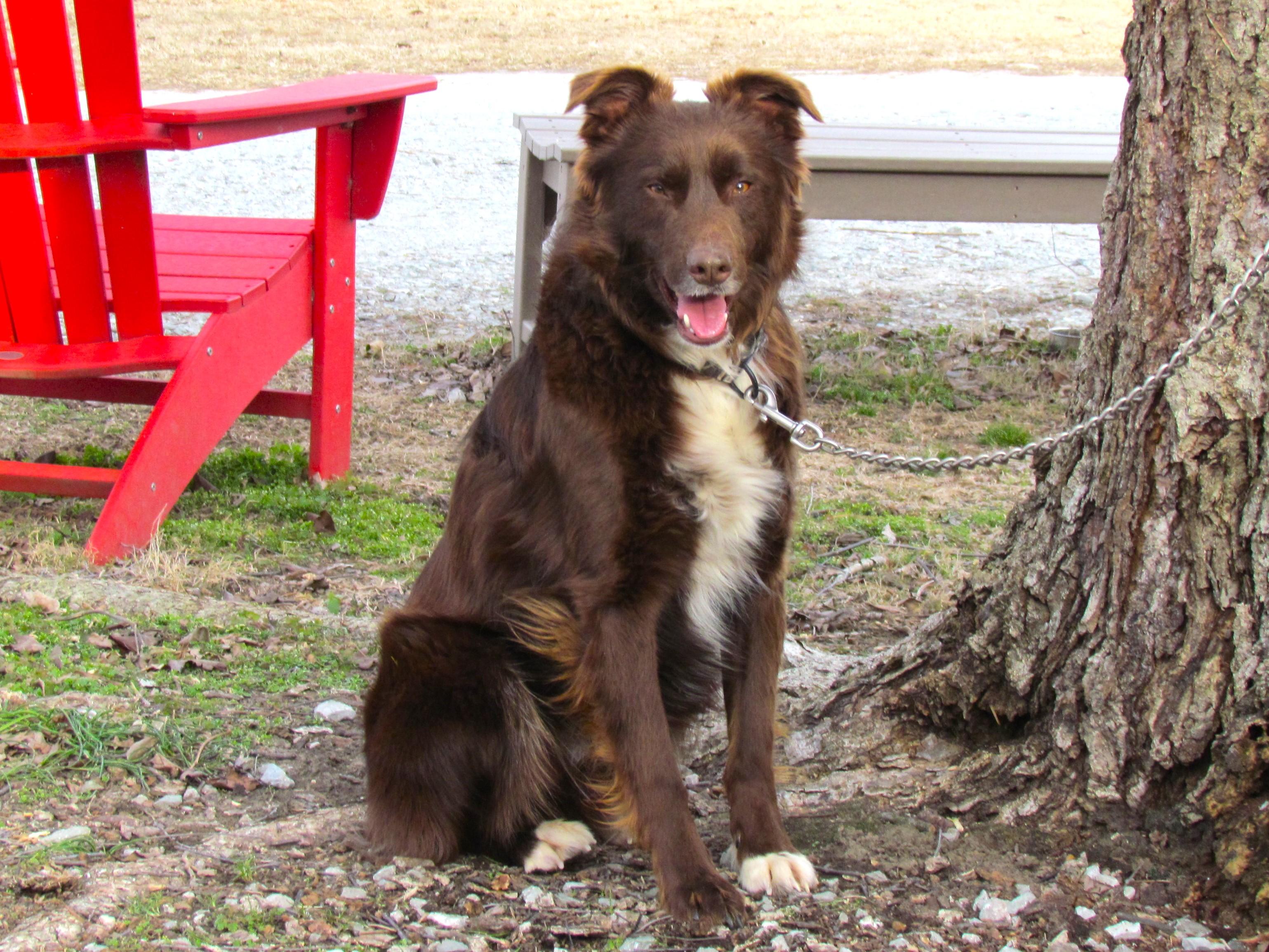 Enlarge CHET, a Adoptable Australian Shepherd in Humboldt, TN image 2/6