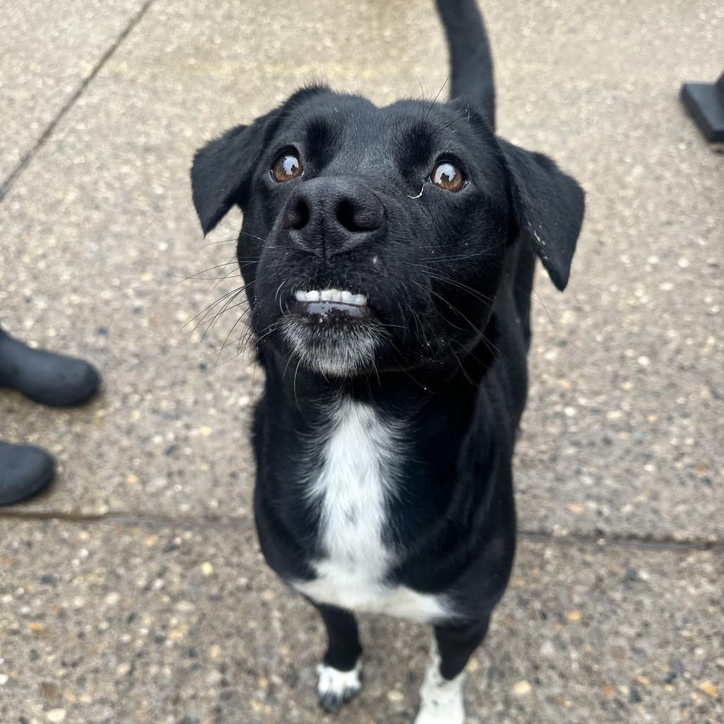 Enlarge Rockin Robin, a Adoptable Mixed Breed in Charleston, WV image 2/6