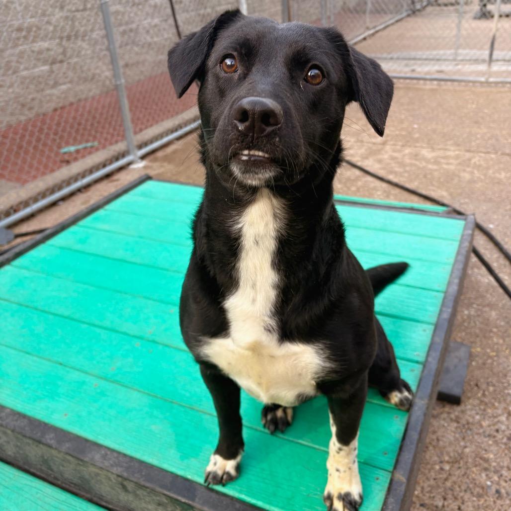 Enlarge Rockin Robin, a Adoptable Mixed Breed in Charleston, WV image 3/6