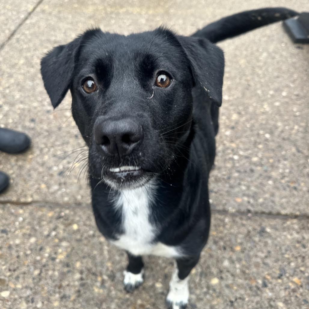 Enlarge Rockin Robin, a Adoptable Mixed Breed in Charleston, WV image 4/6