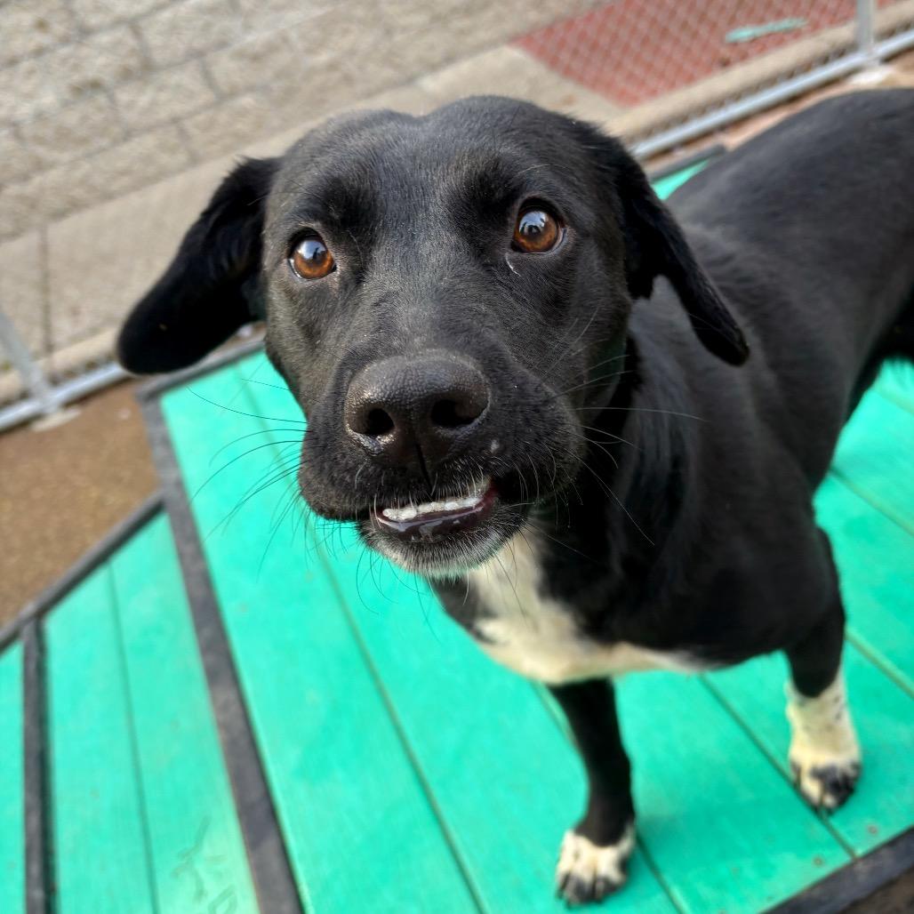 Enlarge Rockin Robin, a Adoptable Mixed Breed in Charleston, WV image 5/6