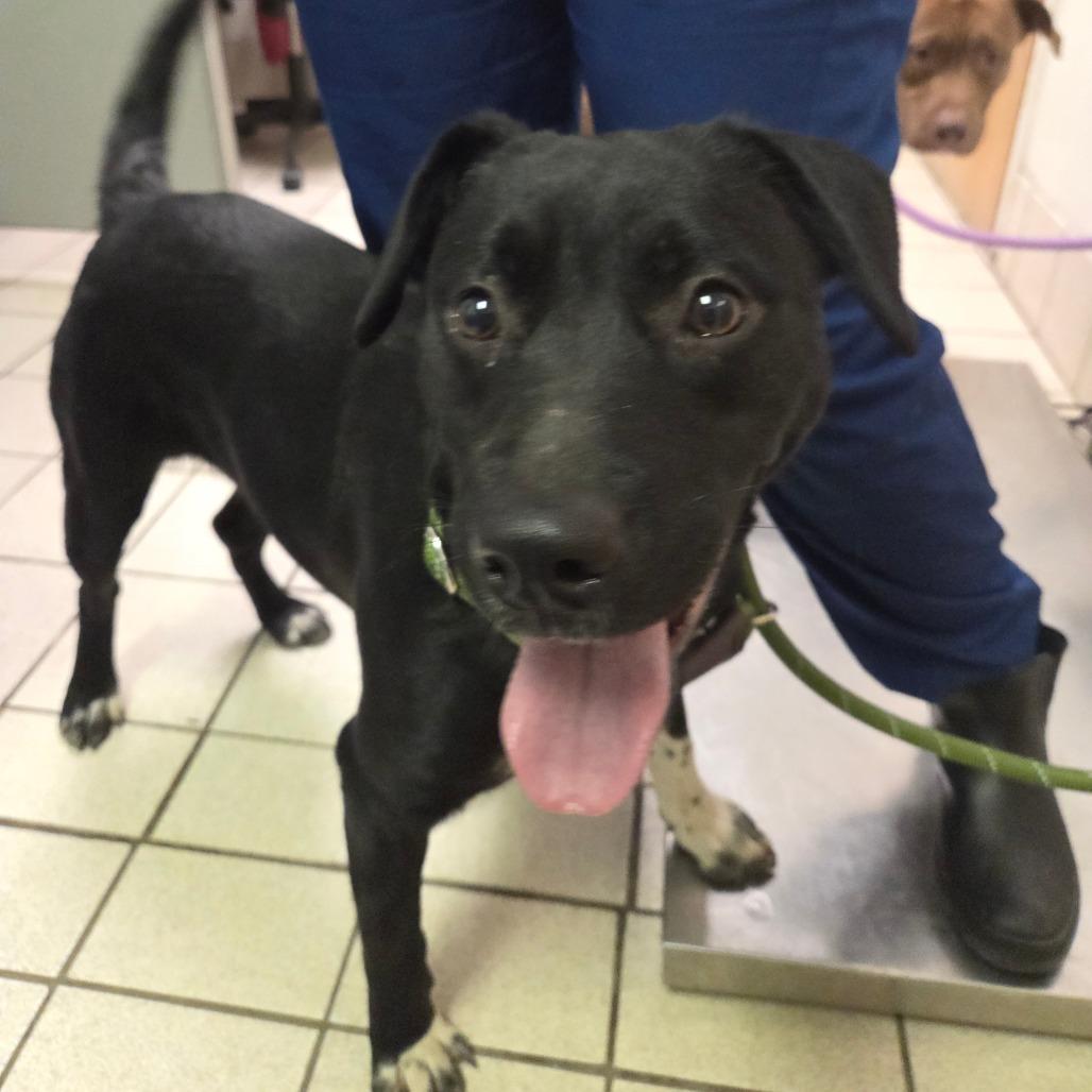 Enlarge Rockin Robin, a Adoptable Mixed Breed in Charleston, WV image 6/6