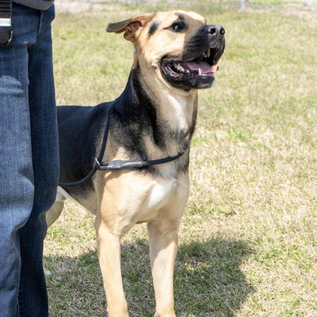 Enlarge Max, a Adoptable mixed breed in Elizabeth City, NC image 1/6