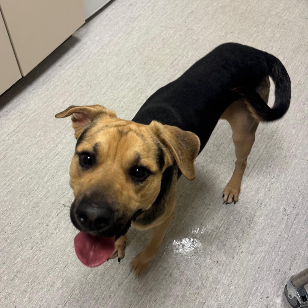 Enlarge Max, a Adoptable mixed breed in Elizabeth City, NC image 2/6